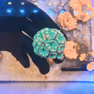 Acanthastrea Lord Greenish/Red (Acanthastrea lordhowensis)