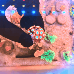 Blastomussa wellsi Red