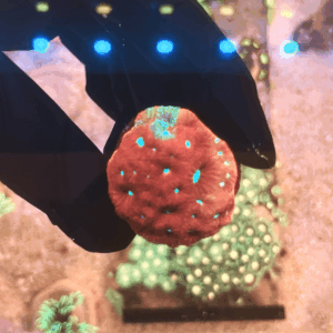 Coral Favia Alien Eye (Favia spp.)