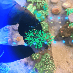 Coral Green Star Polyps Metallic (GSP-M)