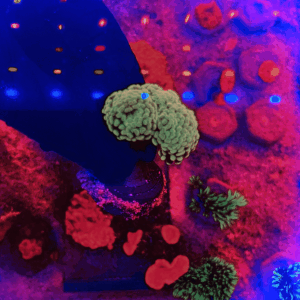 Coral Hammer Gold (Euphyllia ancora)