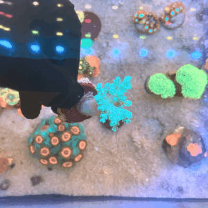 Coral Kenya Tree (Capnella spp.)