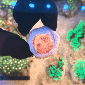 Coral Mushroom Red (Discosoma spp.)