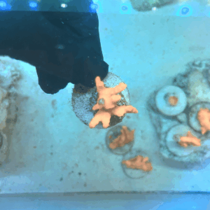 Coral Montipora setosa (SPS)