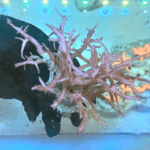 Coral Hystrix (Seriatopora hystrix)