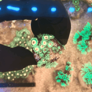 Coral Zoanthus Rasta (Zoanthus spp.)