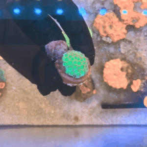 Coral Goniopora Mini Tip, Goniopora de ponta curta ''Green'' (Goniopora spp. (var. Mini Tip))