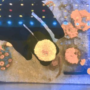 Coral Jason Fox Leptoseris (Leptoseris spp.)