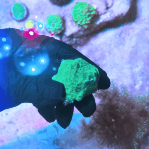 Coral Jason Fox Leptoseris “Neon Green” (Leptoseris spp.)